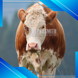 Simmental